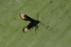 Pompiliodes albomarginata