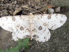 Ophthalmitis albosignaria