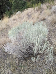 Ericameria nauseosa