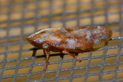 Aphrophora saratogensis