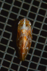 Aphrophora saratogensis