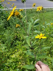 Helianthus eggertii