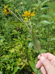 Helianthus eggertii
