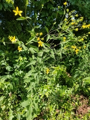 Helianthus eggertii