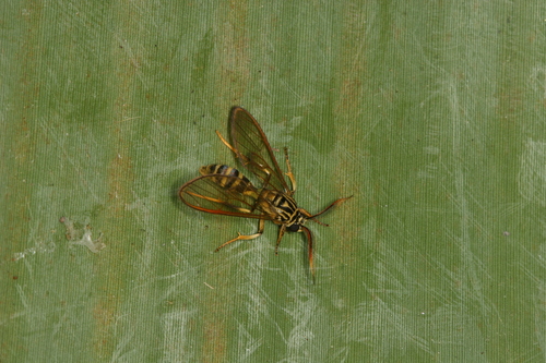 Sphecosoma cognata