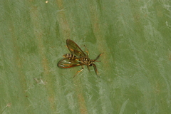 Sphecosoma cognata