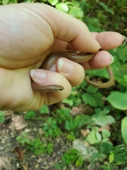 Virginia valeriae elegans