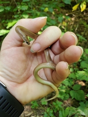 Virginia valeriae elegans