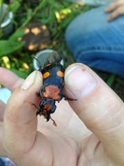Nicrophorus americanus