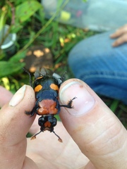 Nicrophorus americanus
