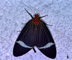 Caryatis hersilia
