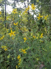Helianthus eggertii