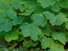 Acer opalus obtusatum