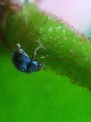 Scymnus auritus