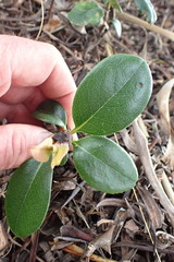 Rhaphiolepis umbellata