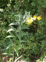 Helianthus eggertii