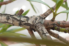 Podocarpus macrophyllus