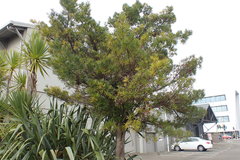 Podocarpus macrophyllus