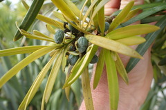 Podocarpus macrophyllus