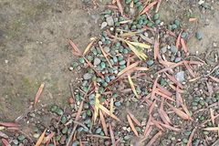 Podocarpus macrophyllus
