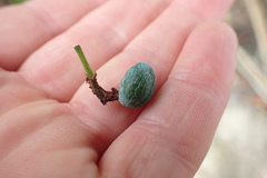 Podocarpus macrophyllus