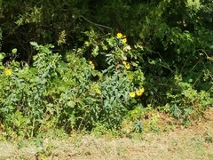 Helianthus eggertii