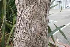 Podocarpus macrophyllus