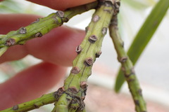 Podocarpus macrophyllus