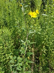 Helianthus eggertii