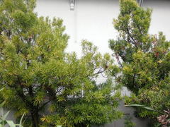 Podocarpus macrophyllus