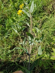 Helianthus eggertii