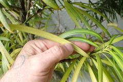 Podocarpus macrophyllus