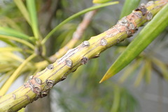 Podocarpus macrophyllus
