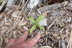 Podocarpus macrophyllus