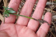 Podocarpus macrophyllus