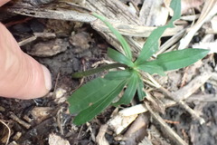 Podocarpus macrophyllus