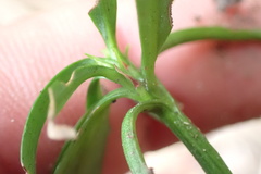 Podocarpus macrophyllus