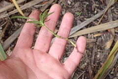 Podocarpus macrophyllus