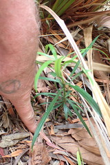 Podocarpus macrophyllus