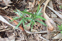 Podocarpus macrophyllus