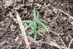 Podocarpus macrophyllus