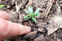 Podocarpus macrophyllus