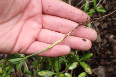 Podocarpus macrophyllus