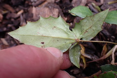 Berberis