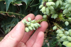 Berberis