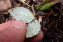 Berberis