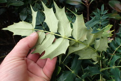 Berberis