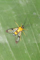 Pseudosphex leovazquezae