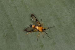 Pseudosphex leovazquezae