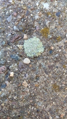 Protoparmeliopsis muralis
